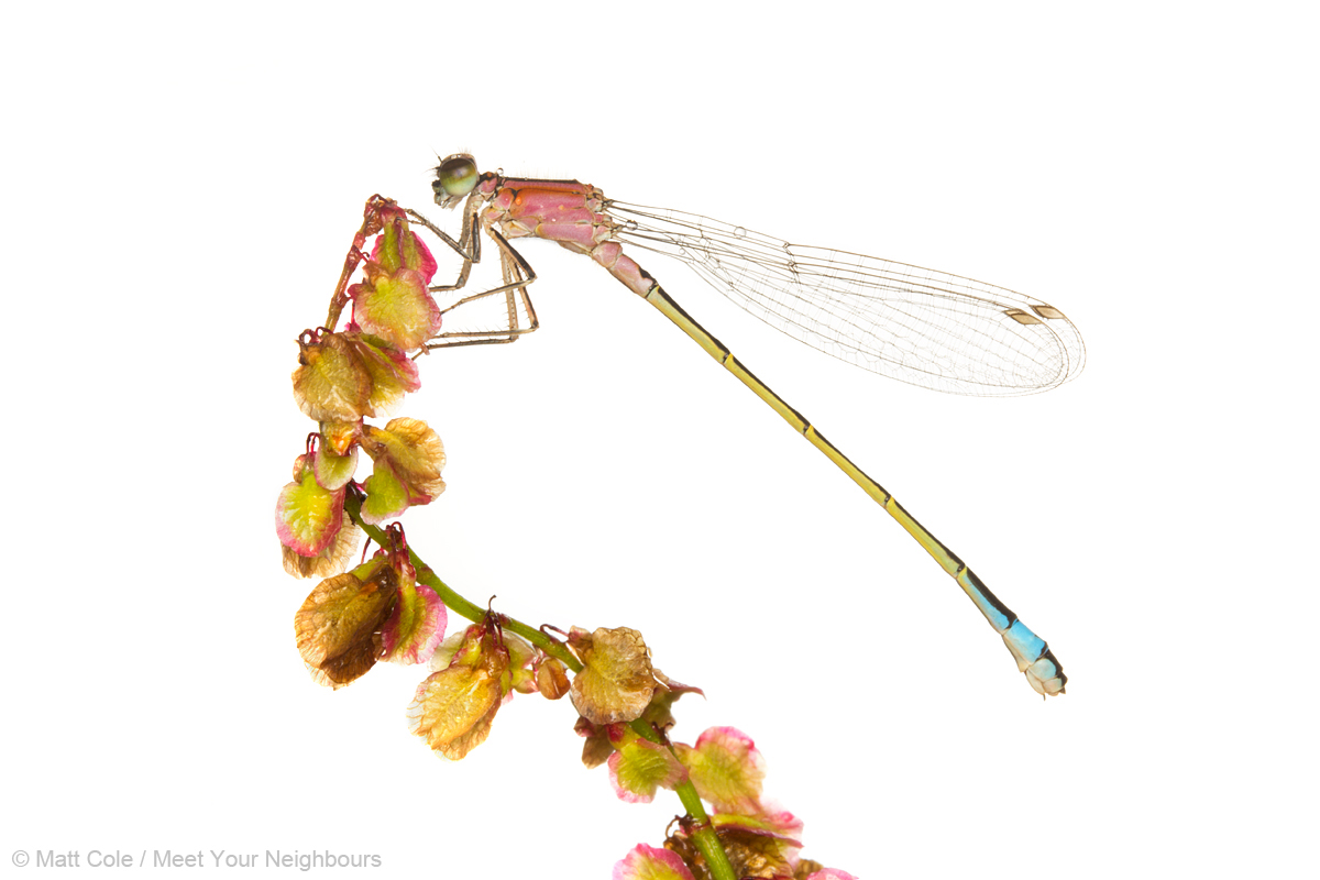 MYN Blue-Tailed Damselfly - Ischnura elegans rufescens 1